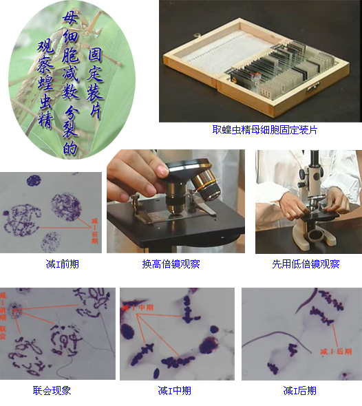 蝗虫精母细胞减数图图片